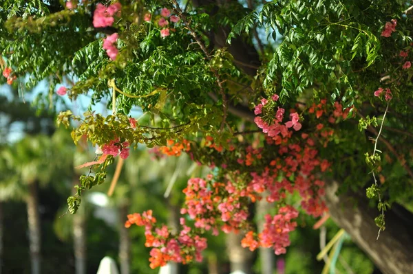 Природный фон вертикального сада с зелеными листьями — стоковое фото