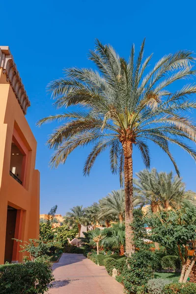 Luxusní rekreační vila s palmami — Stock fotografie