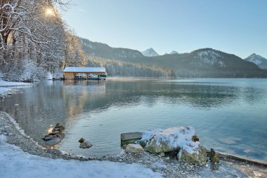 Kısmen Donmuş Göl 'de Zarif Yüzen Beyaz Kuğular Kış Manzarası ile çevrelenmiş Güneş Işığının Sakin Suyu Yansıtarak Romantik Vahşi Yaşam Sahnesi - Nefes kesici bir çift göz alıcı kış fotoğrafçılığı