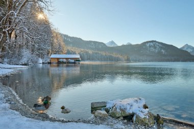 Huzurlu Kış Harikalar Diyarı: Buzlu Göl yüzeyinde süzülen İki Zarif Kuğu Altın Güneş Işığıyla yıkandı Donmuş Manzara Gösterileri Doğanın Kış Günündeki Huzurlu Güzelliği - Bu büyüleyici görüntü nefes kesici bir kış sahnesini tasvir ediyor
