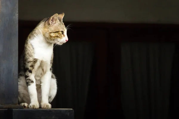 Beton çit üzerinde duran vahşi yerli kedi. Kedi sarı gözler ve siyah ve gri çizgili desen kendi vücut tüyleri vardır.