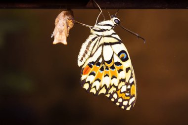 New butterfly hangs just after exits from its cocoon in the end of its transformation from the caterpillar. clipart