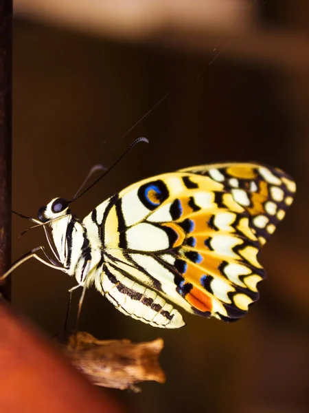 Yeni kelebek kozasından dönüştürmenin tırtıl gelen sonunda gelen çıkar sonra kilitleniyor.