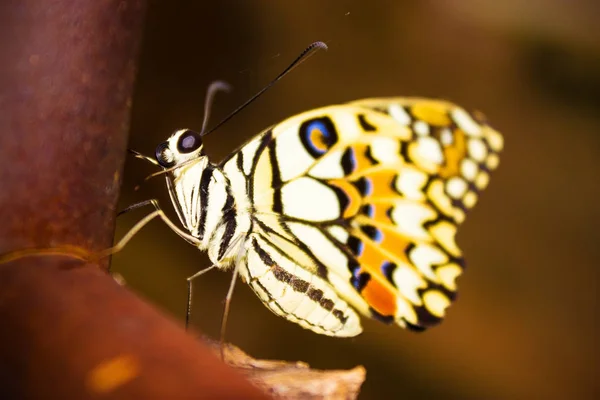 Nueva Mariposa Cuelga Justo Después Salir Capullo Final Transformación Oruga — Foto de Stock