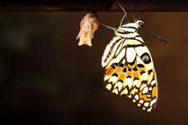 Nouveau Papillon Est Suspendu Juste Après Sortie Son Cocon Fin Images De Stock Libres De Droits