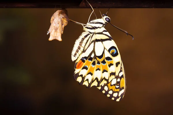 Nouveau Papillon Est Suspendu Juste Après Sortie Son Cocon Fin Image En Vente