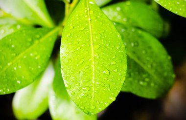 Yaprak ıslak yüzey