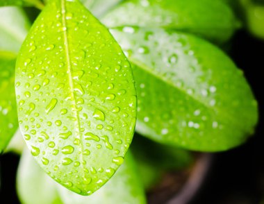 Yaprak ıslak yüzey