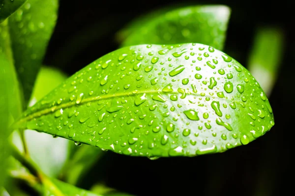 Yaprak ıslak yüzey