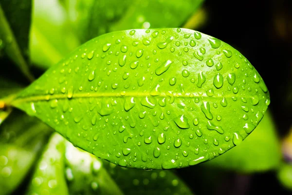 Yaprak ıslak yüzey