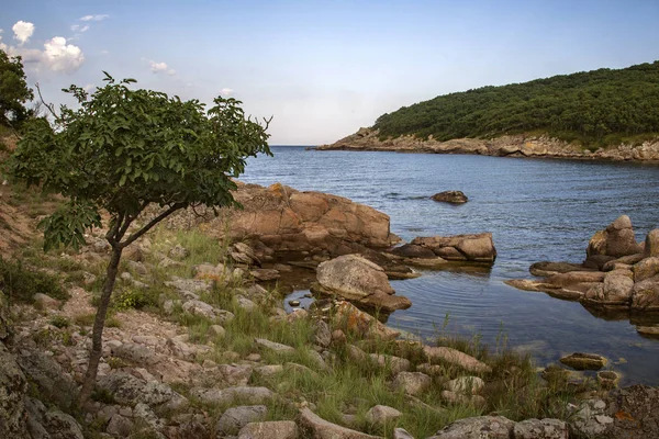 Árbol Solitario Crece Costa Pedregosa Bahía Cubierta Denso Bosque — Foto de Stock