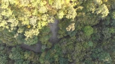 Kuadrokopterli bir ormanın incelenmesi. Sonbahar ağaçlarının tepeleri