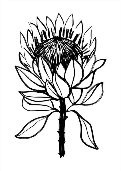 Protea Çiçek Resimde Siyah Beyaz Grafik Mürekkep Çekilmiş — Stok Vektör