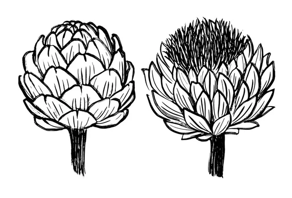 Inkt hand getekend artisjokken afbeelding zwart-wit afbeeldingen — Stockvector