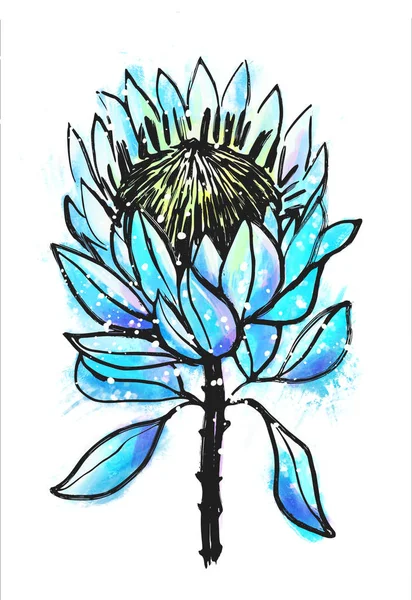 五颜六色的植物插图与墨水手绘制的蛋白茶花 — 图库照片