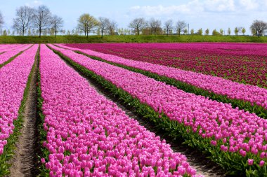 Hollanda'da güzel pembe çiçek alanları. Çiçek açan laleler - Hollands sembolü ve ana turistik bahar.