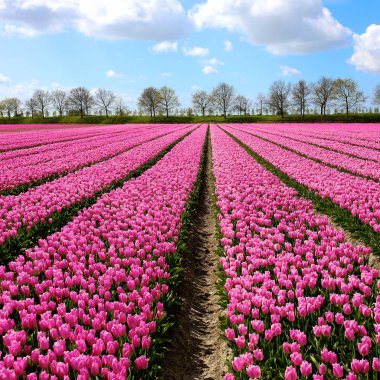 Hollanda'da güzel pembe çiçek alanları. Çiçek açan laleler - Hollands sembolü ve ana turistik bahar.