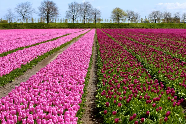 美丽的粉红色花卉领域在荷兰 盛开的郁金香 Hollands 的象征和春天的主要旅游胜地之一 图库图片