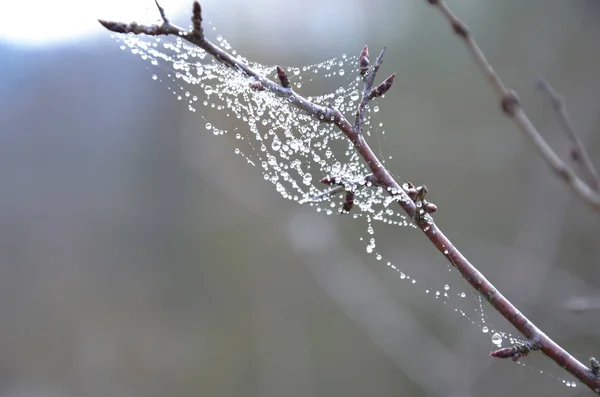 Zweige Wilder Hagebutten Geflochten Mit Spinnweben Die Mit Glänzenden Tropfen — Stockfoto