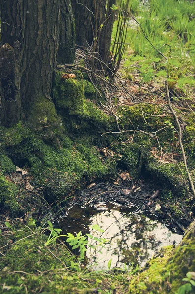 Lilla Pöl Vid Rötterna Ett Gammalt Träd Skogen Ren Våren — Stockfoto