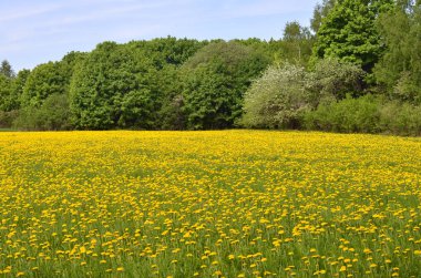 Ormanın kenarında sarı dandelions çiçek açan alan