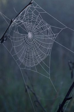 Sabahleyin çiy ormanın içinde örümcek ağı parlak damla