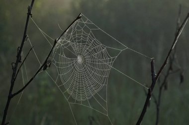 Sabahleyin çiy ormanın içinde örümcek ağı parlak damla