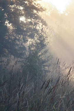 Dawn ve yaz, Sisli sabah güneş ışınları