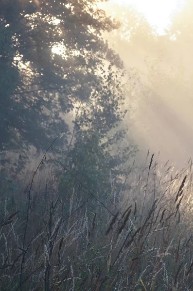 Dawn ve yaz, Sisli sabah güneş ışınları