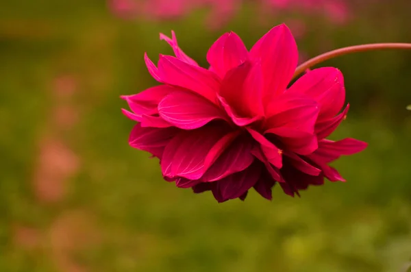 Grande Fiore Rosso Dahlia — Foto Stock