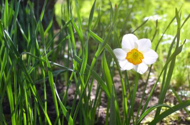 Sıcak güneşli bir günde nergis çiçek