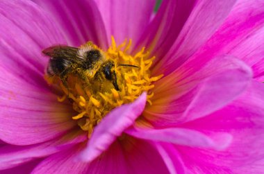 arı polen ve bana Dahlia çiçeği toplar