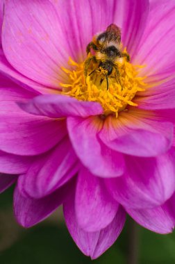 arı polen ve bana Dahlia çiçeği toplar