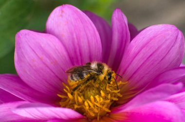 arı polen ve bana Dahlia çiçeği toplar