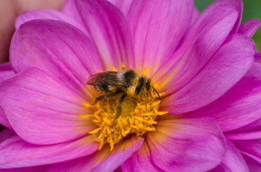 arı polen ve bana Dahlia çiçeği toplar