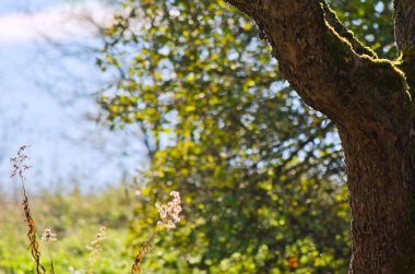 buruşuk bir kabuk ve arka plan bulanık içinde eski bir ağaç gövde