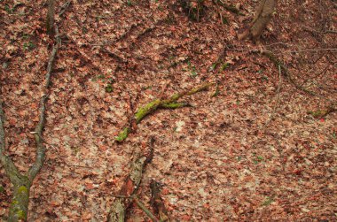 Sonbahar Doğa, geç sonbaharda