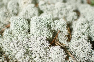 liken (Ren geyiği moss) büyük planı