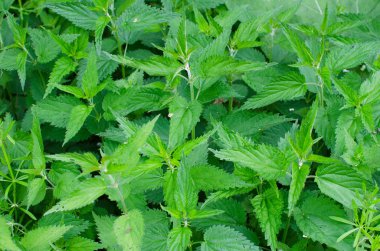 Isırgan gür çalılıkları