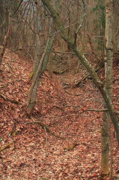 Podzimní Příroda Pozdní Podzim — Stock fotografie