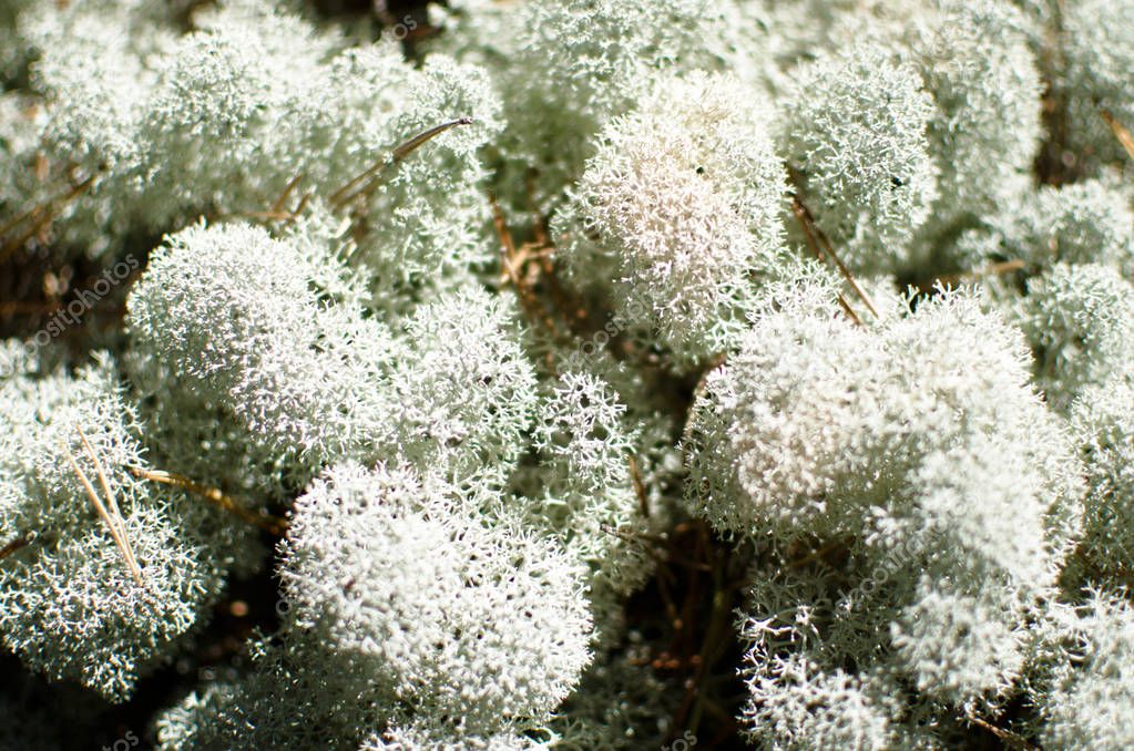 lichen (reindeer moss) big plan