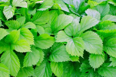 gür çalılıkları şerbetçiotu