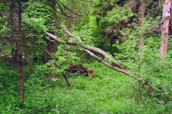 Waldlandschaft Und Ein Umgestürzter Baum — Stockfoto