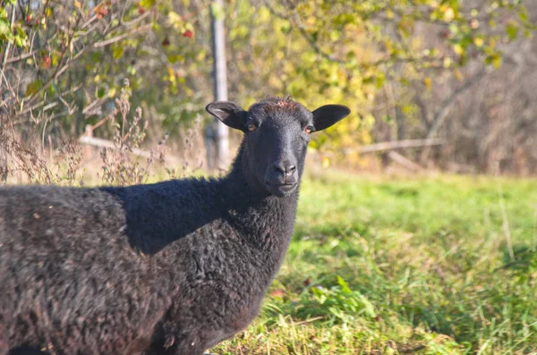 Herfst Boerderij Schapen Weiden — Stockfoto