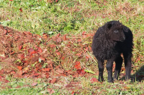 Herfst Boerderij Schapen Weiden — Stockfoto