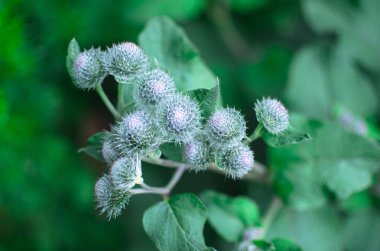 tomurcukları önümüzdeki Dulavratotu yakın çekim