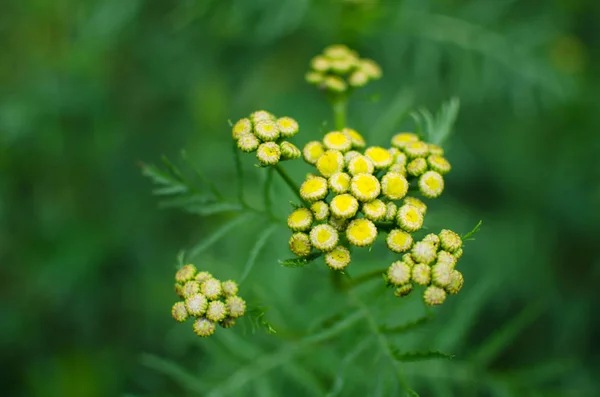 Inflorescence Jaune Tanaisie Gros Plan — Photo