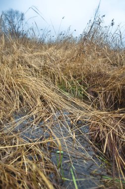kuru otlar sarı sonbahar alanında birikintisi