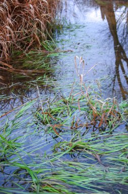 Sezon, soğuk bataklık Peyzaj Sonbahar alacakaranlık