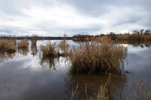 off-season, cold swamp landscape in autumn twilight